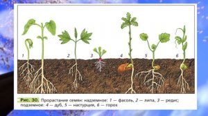Биология 6 кл., § 5 «Семя, его строение и значение»