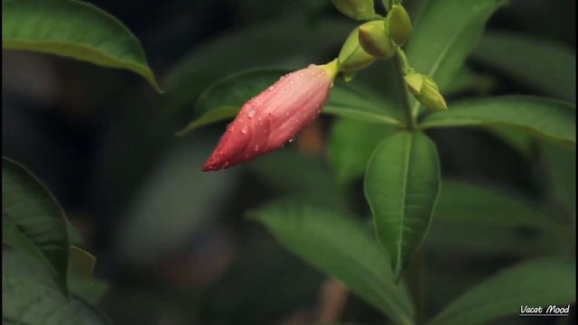 Vacat Mood-Soothing Vine Peaceful Relaxation Restless Beautiful Music Healing Sounds Meditation смотреть онлайн