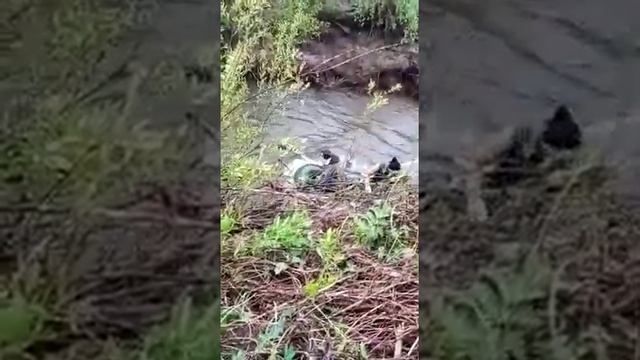 SUZUKI DF5 на горной речке!!!! Чуть не перевернулись смотреть онлайн