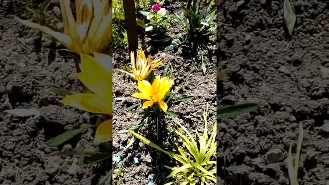 глициния зацвела 14 мая2021год смотреть онлайн