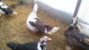 Мускусные утки и Куры. Немного о характеристике породы.