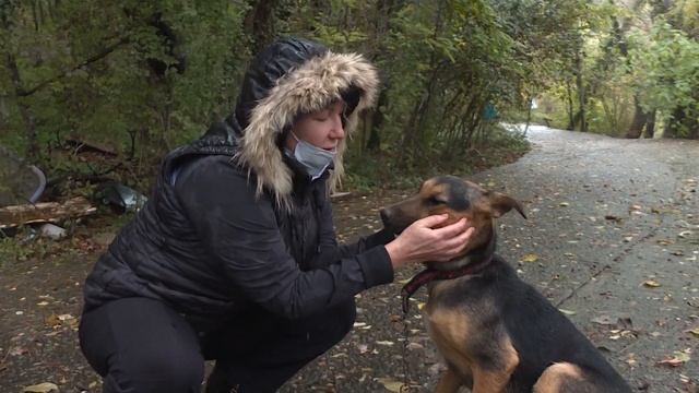 Собаки ищут дом смотреть онлайн