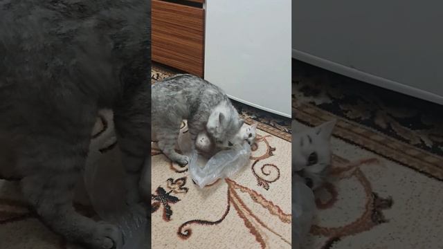 Мия и Немо играют с пакетом. #мияифреди #кошки #шотландцы #котики @EmirStream смотреть онлайн