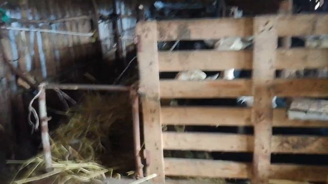 Проколол ивермек какой ифект смотреть онлайн