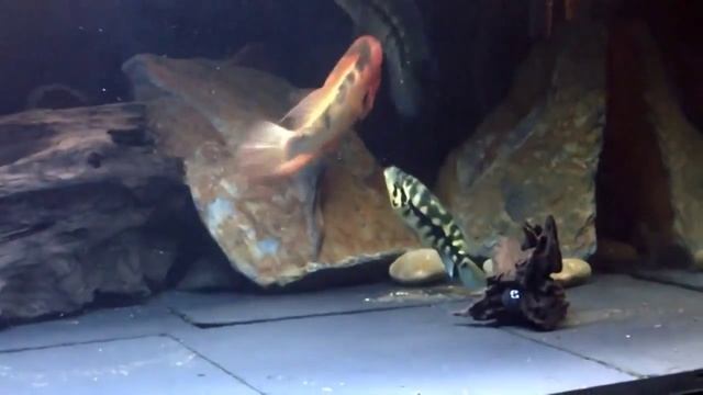 Марагуанские цихлиды защищают икру от Цитрона ЖЕСТЬ смотреть онлайн