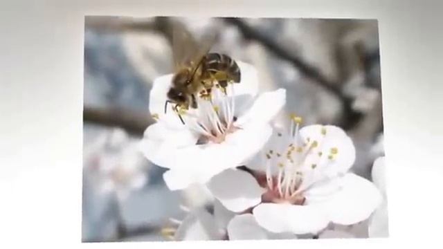 ВЕСНА... музыкальная композиция Дмитрия Маликова "Стефания" смотреть онлайн