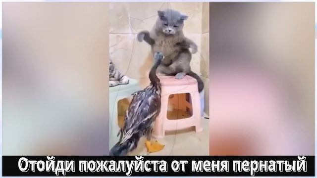 Смешные Видео Животных + Рисунок к каждому и Смешные фразы коты собаки смотреть онлайн