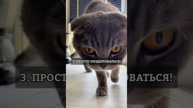 ОБЩАЙСЯ С КОТОМ ПРАВИЛЬНО! смотреть онлайн