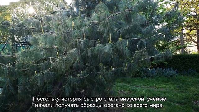 Пряное золото: как подделывают специи на Рождество и Новый Год смотреть онлайн