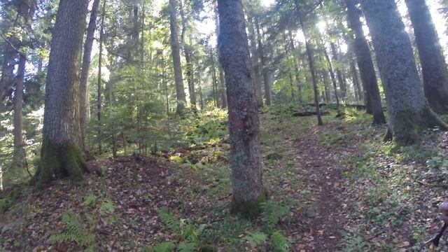 Учёт оленей 2018 в Кавказском заповеднике. Часть 2. смотреть онлайн