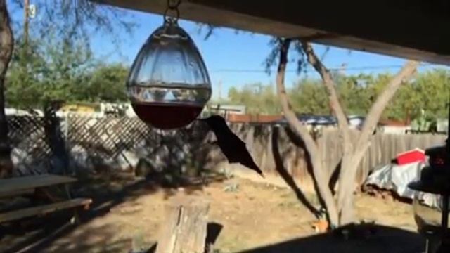 Anna's hummingbird (Calypte anna) at our backyard feeder смотреть онлайн