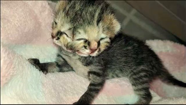 Ветеринар хотел усыпить двуликого котенка, но тот доказал свое право на жизнь Чудо котенок смотреть онлайн