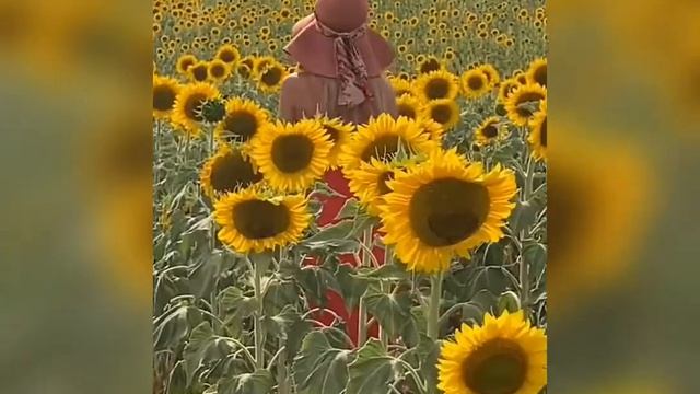 Красивая летняя красная шляпа для женщины Среди подсолнухов#Shorts С чем носить летнюю шляпу смотреть онлайн