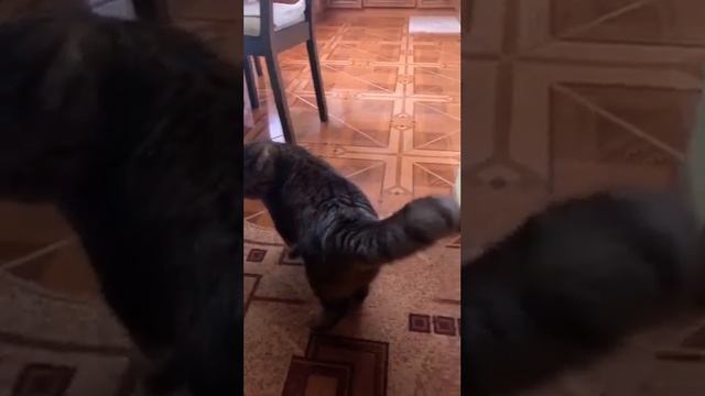 Cat. Fluffy tail | Кіт-пухнастий хвіст смотреть онлайн