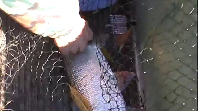 Рыбак Рыбаку 147 "Жерех дельты Волги". смотреть онлайн