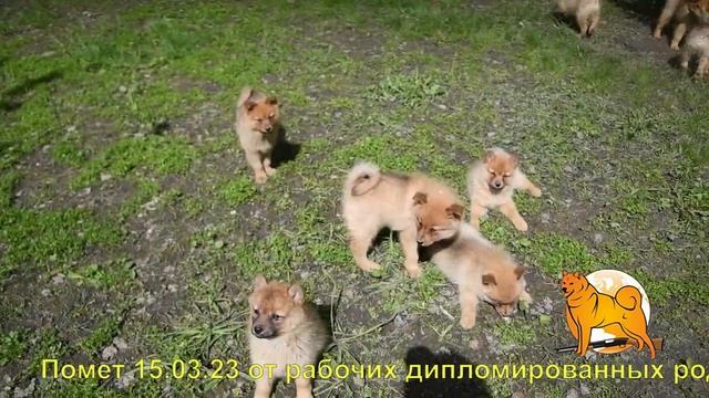 Щенки карело-финской лайки :: 2 помета 15.03.23 смотреть онлайн
