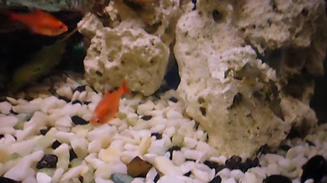 Домашний аквариум. Изменения. смотреть онлайн