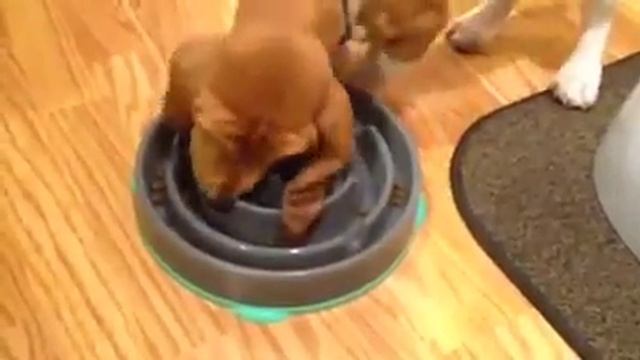 Using an Anti-Gulp Dog Bowl смотреть онлайн