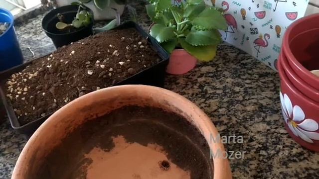 #Bacia de #Suculentas Maravilhosa 😘❤️ NEYMAR смотреть онлайн