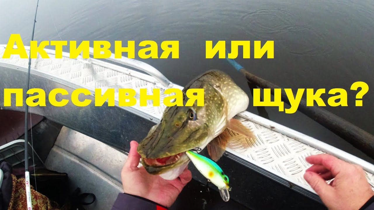Активная и пассивная щука смотреть онлайн