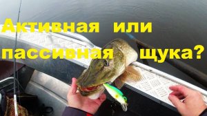 Активная и пассивная щука
