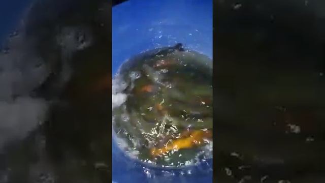 Поступление ЯНТАРНОЙ ФОРЕЛИ от поставщика смотреть онлайн
