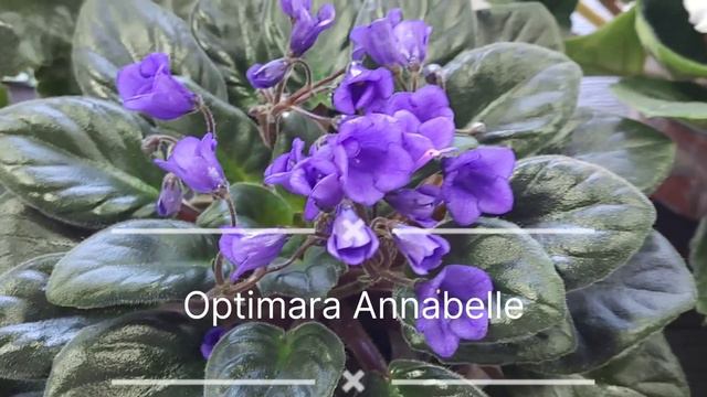 Виставка фіалок в Київі 13-14 травня 2023р. |Київському Ботанічному саду ім.Гришка смотреть онлайн