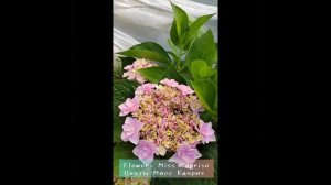 Гортензия крупнолистная Ю энд Ми Форевер(You and Me Forever) 25.06.2023г