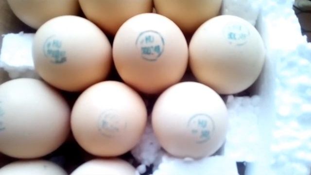 Маркировка инкубационного яйца кобб500 Венгрия.Закладка в инкубатор Вест55 смотреть онлайн