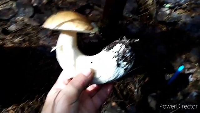 Поход в Лес за Грибами 2021, Прогулка по Лесу