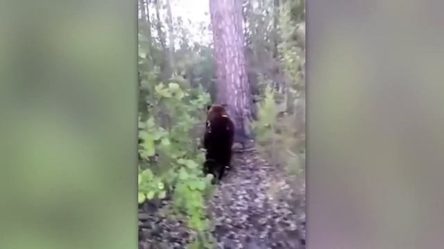 КАК такое Возможно?! 20 моментов попавших на камеру смотреть онлайн
