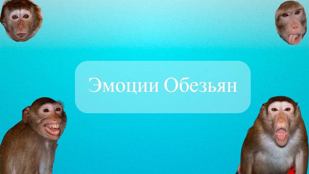 Эмоции у обезьян (Домашние макаки) смотреть онлайн