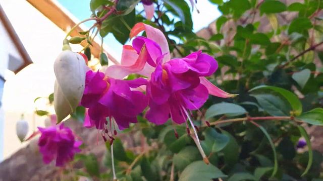 ?ЛАЗАРЕВСКОЕ СОЧИ.Дом в цветах. ул.Калараш,14 .Дом "Арка" ,хвастаюсь.+79034490177. смотреть онлайн