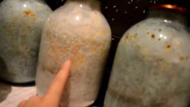 Желтые пятна на мицелии. смотреть онлайн