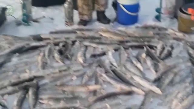 Рыбалка в Казахстане/Обзор с рыбных мест №90/Декабрь 2019/Первый лёд смотреть онлайн