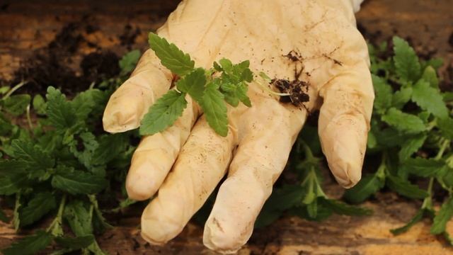 ВЕРБЕНА - Поеденная ТРИПСАМИ ))) Как и когда пикировать Вербену из семян? смотреть онлайн