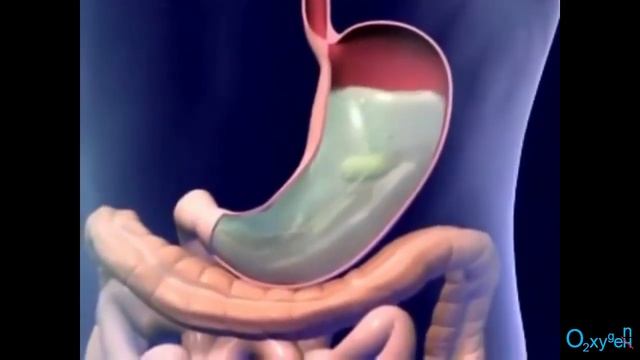 переваривание пищи в желудке - это химический или физический процесс? Химия 5-6 класс. смотреть онлайн