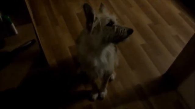 Видео-минутка от Клёпы * Серия 1 *