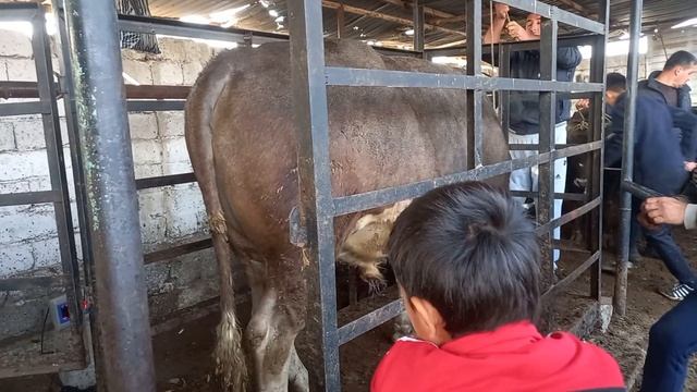 живой .вес молбозори Худжанд