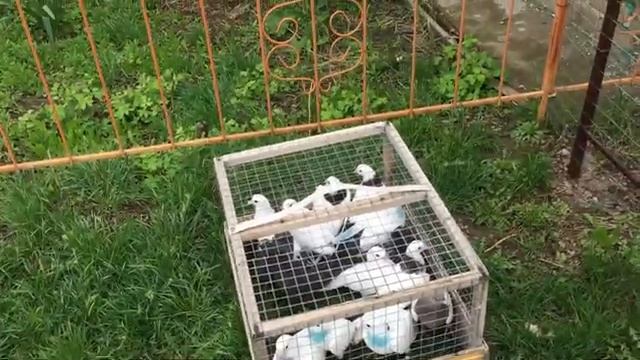 #Pigeons.В каком возрасте нужно гонять пискунов. смотреть онлайн