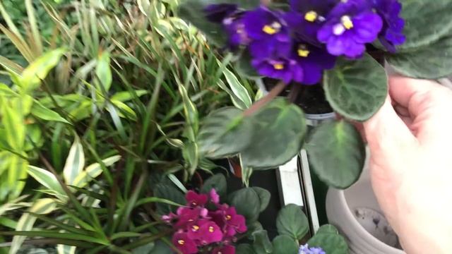 Оби утопает в Цветах!Цветочные Новинки в Оби! Новые Цитрусовые и ещё много Красоты! смотреть онлайн