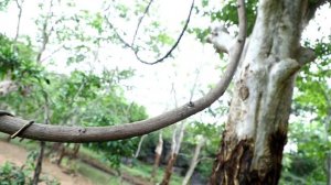 Змея помогла вытащить застрявший грузовик