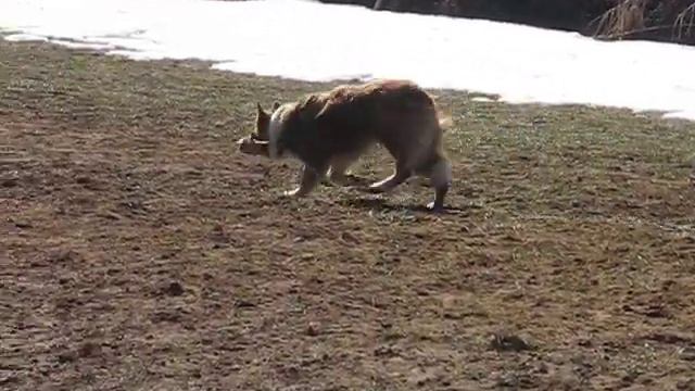Wisp, sheepdog Denice 14.02 смотреть онлайн