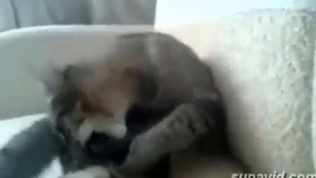 на 7 секунде дикий прикол смотреть онлайн