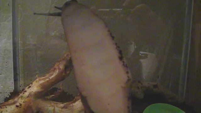 Улитка Овум смотреть онлайн