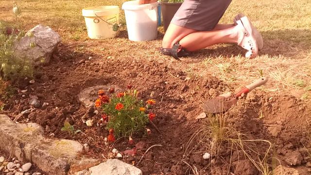 Bouturer la lavande en août C EST SUPER смотреть онлайн