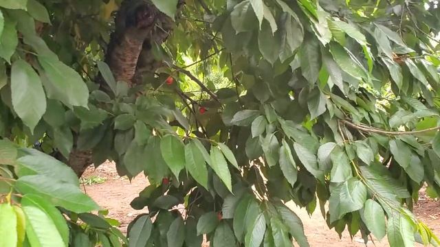 Cherry picking in Gilroy California...Part1 смотреть онлайн