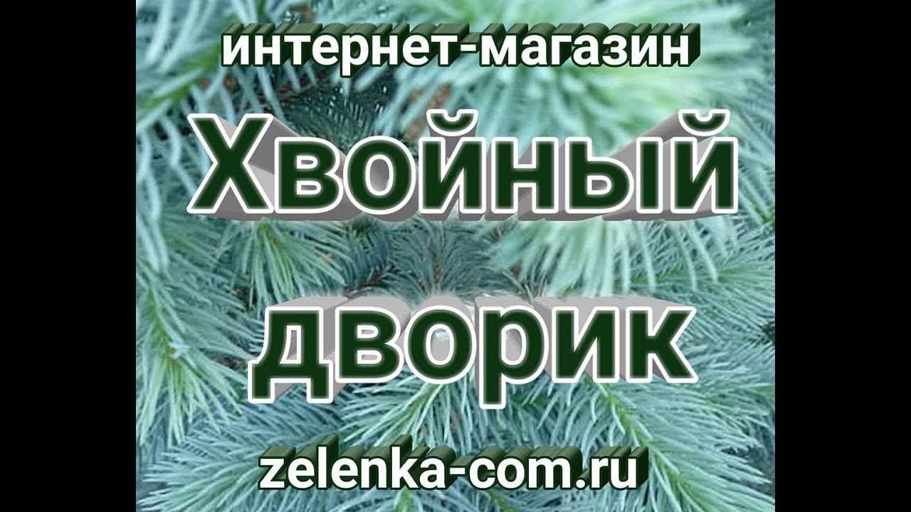 Какие саженцы хвойных растений есть в питомнике "Хвойный дворик". Сезон осень 2018. Хвойные почтой смотреть онлайн