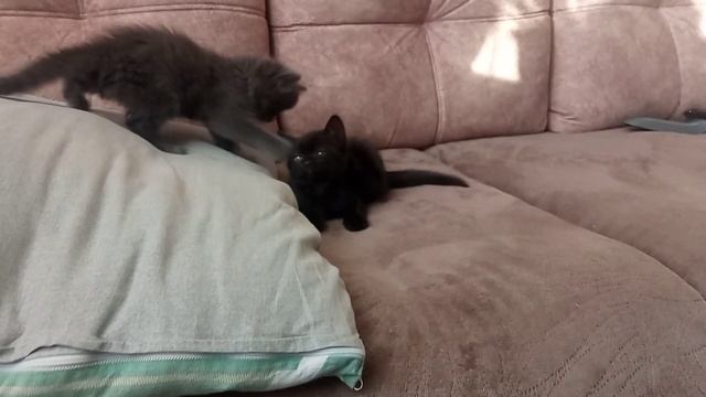 Кот Ночка?. смотреть онлайн