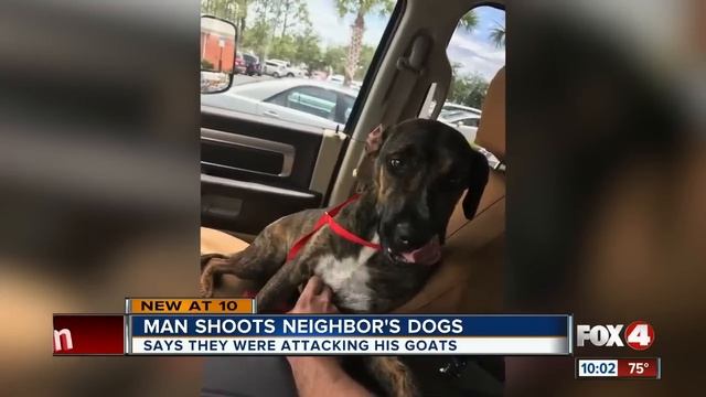 Neighbor shoots dogs to death to protect goats and kids смотреть онлайн